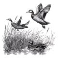 Three ducks taking flight from tall grass Royalty Free Stock Photo