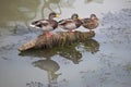 Three  ducks on a trunk Royalty Free Stock Photo