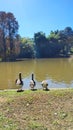 Three Ducks, Two Standing One Drinking Water