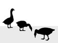 Three Ducks-vector Royalty Free Stock Photo