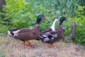 Three friendly ducks striding through the dry grass in the park Royalty Free Stock Photo