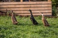 Three ducks walking in line in the grass Royalty Free Stock Photo