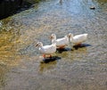 Three ducks are walking together