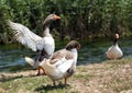 Three ducks wandering by the riverside