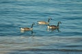 Three ducks in the water