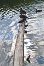 Three ducks on wood beam half submerged in metalic water.