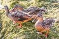 Three ducks Standing in Wet Seaweed