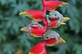 Three dumpy tree frogs resting.