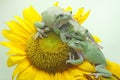 Three dumpy tree frogs are resting on a wildflower.