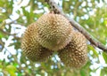 Three Durians In The Garden