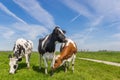 Three dutch cows in the farmland near Groningen Royalty Free Stock Photo