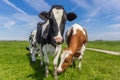 Three dutch cows in the farmland near Groningen Royalty Free Stock Photo