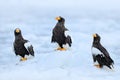 Three eagles on ice. Widlife Japan. Steller`s sea eagle, Haliaeetus pelagicus, bird with catch fish, with white snow, Hokkaido, J