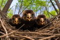 three eaglets in their nest