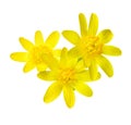 Three early spring flowers isolated on white background. Marsh-Marigold