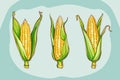 Three Ears of Corn Royalty Free Stock Photo