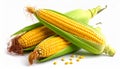 Three ears of corn with green husks and scattered kernels on white maize cobs Royalty Free Stock Photo
