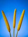 Three ears of millet on blue background Royalty Free Stock Photo