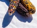 Three ears of multi colored indian corn together Royalty Free Stock Photo