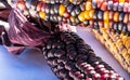 Three ears of multi colored indian corn together Royalty Free Stock Photo