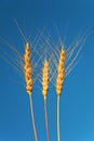 Three ears of wheat against background of sky Royalty Free Stock Photo