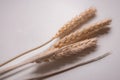 Three golden ears of wheat as a charm in Ukrainian culture Royalty Free Stock Photo