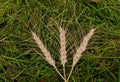 Three ears of wheat on a pile of grass Royalty Free Stock Photo