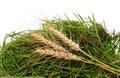 Three ears of wheat on a pile of grass