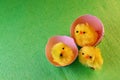Three easter chicks Royalty Free Stock Photo
