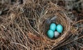 Three eastern bluebird eggs Sialia sialis in a nest with a speckled brown headed cowbird egg Royalty Free Stock Photo