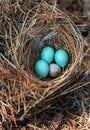 Three eastern bluebird eggs Sialia sialis in a nest with a speckled brown headed cowbird egg Royalty Free Stock Photo