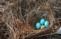 Three eastern bluebird eggs Sialia sialis in a nest with a speckled brown headed cowbird egg Royalty Free Stock Photo