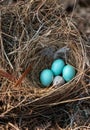 Three eastern bluebird eggs Sialia sialis in a nest with a speckled brown headed cowbird egg Royalty Free Stock Photo