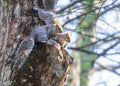 Gray squirrels on a tree trunk Royalty Free Stock Photo