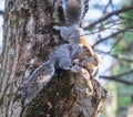 Squirrels on a tree trunk Royalty Free Stock Photo
