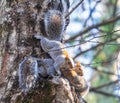 Three squirrels playing on a tree trunk