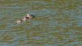 Three Eastern Spot-billed duck in a river