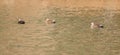 Three Eastern Spot-billed ducks swimming alone