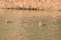 Three Eastern Spot-billed ducks swimming alone