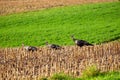 Three Eastern wild turkey males Meleagris gallopavo walking in a cornfield in central Wisconsin