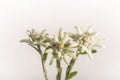 Three Edelweiss Flowers - Isolated
