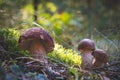 Three edible porcini mushrooms grow in forest Royalty Free Stock Photo