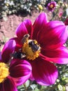 Bees on dahlia