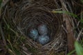 Three eggs bird