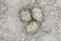 Three eggs in nest of Oystercatcher Royalty Free Stock Photo