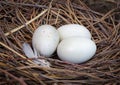 Three eggs in the nest Royalty Free Stock Photo