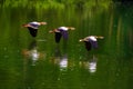 Three egyptian geese flying synchronously over lake