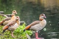A row of Egyptian Geese