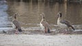 Three Egyptian Geese by water`s edge standing in dirt