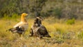 Three Egyptian Vultures looking